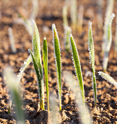 Springfield Helicopter Frost and Ice